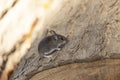 The deer mouse Peromyscus maniculatus north American native rodent,