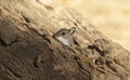 The deer mouse Peromyscus maniculatus north American native rodent,