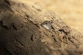 The deer mouse Peromyscus maniculatus north American native rodent,