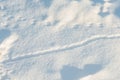 Deer Mouse trails in the snow