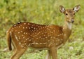 Deer Royalty Free Stock Photo