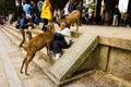 Two bowing deer feeding from the man sitting on the temple steps