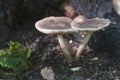 Deer Mushroom Pluteus cervinus