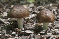 Deer Mushroom Pluteus cervinus