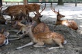 Deer of Nara Deer Park, Nara, Japan, July 2018