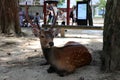 Deer of Nara Deer Park, Nara, Japan, July 2018