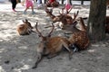 Deer of Nara Deer Park, Nara, Japan, July 2018