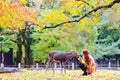 Deer of Nara at fall season, Nara Japan Royalty Free Stock Photo