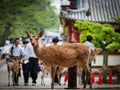 Deer in Nara Royalty Free Stock Photo