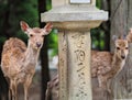 Deer in Nara Royalty Free Stock Photo