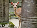 Deer in Nara Royalty Free Stock Photo