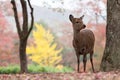 Deer in Nara, Japan Royalty Free Stock Photo