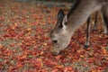 Deer in Nara, Japan, at fall Royalty Free Stock Photo