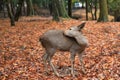 Deer in Nara, Japan, at fall Royalty Free Stock Photo
