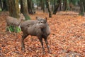 Deer in Nara, Japan, at fall Royalty Free Stock Photo