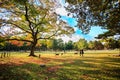 Deer in Nara, Japan, at fall Royalty Free Stock Photo