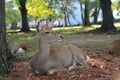 Deer in Nara park japan