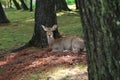 Deer in Nara park japan