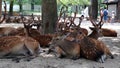 Deer of Nara Deer Park, Nara, Japan, July 2018