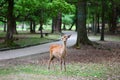 Deer in the Nara Park,Nara,Japan Royalty Free Stock Photo