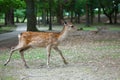 Deer in the Nara Park,Nara,Japan Royalty Free Stock Photo
