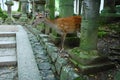 Deer in the Nara Park,Nara,Japan Royalty Free Stock Photo