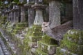 Deer at Nara Park