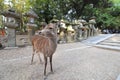 Deer Nara park Nara Japan Royalty Free Stock Photo