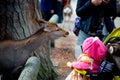 Deer National Park in Kofuku-ji, Nara, Japan. It is popular about you can feed rice crackers to wild deers.