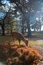 Deer National Park in Kofuku-ji, Nara, Japan. It is popular about you can feed rice crackers to wild deers. In summer time, intern