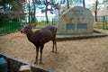 Deer National Park in Kofuku-ji, Nara, Japan. It is popular about you can feed rice crackers to wild deers. The world is big enoug