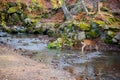 Deer National Park in Kofuku-ji, Nara, Japan. It is popular about you can feed rice crackers to wild deers.The world is big enough