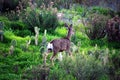 Deer in natural habitat Royalty Free Stock Photo