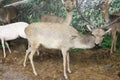 Deer at the Natural History Museum