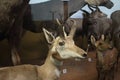 deer at the Natural History Museum