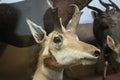 Deer at the Natural History Museum