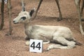 Deer at the Natural History Museum