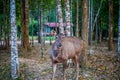 Deer in natural at Khao Yai National Park.