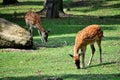 Deer in nature Royalty Free Stock Photo