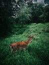 Deer in nature