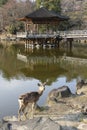 Deer near a pond Royalty Free Stock Photo