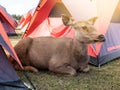 deer near tent Royalty Free Stock Photo