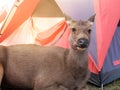 deer near tent Royalty Free Stock Photo