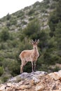 A deer in nerpio Royalty Free Stock Photo