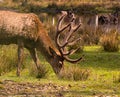 Deer with new horns looking for food in high grass at the lake shore on a sunny day Royalty Free Stock Photo