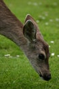Deer Nibbling Royalty Free Stock Photo