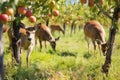 deer nibbling on apples in an orchard