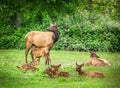 Deer nursing her fawn in the middle of a group of other fawns Royalty Free Stock Photo