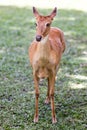 Deer in the open zoo