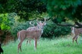 A Deer in an Overgrown Backyard Royalty Free Stock Photo